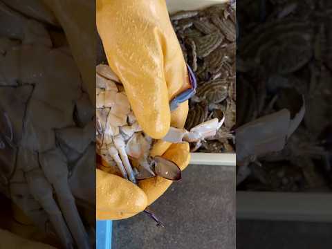 お宝が入ったワタリガニと入ってないワタリガニ #市場 #魚屋 #seafood