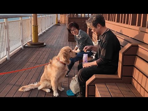 病気の治療で歩けなかったあの頃。家族３人で思い出の場所へ！【Golden Retriever japan】