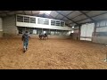 Dressuurpaard goed bewegend veulen te koop