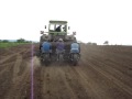 Мискантус: Miscanthus Pflanzung 