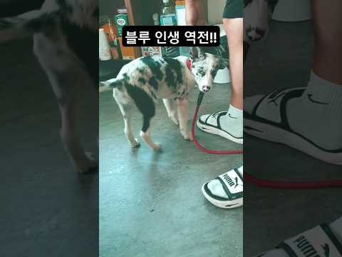 입양 잘가서 인생 역전한 반려견 #shorts