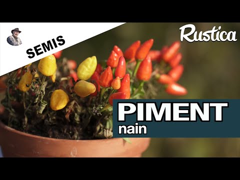 Piments nains d’ornement : les semer au chaud pour en avoir plus !