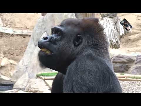 Goûter de Kishum et Bandi - Gorilles des Plaines de l'Ouest -  Espace zoologique  St Martin la Pl.