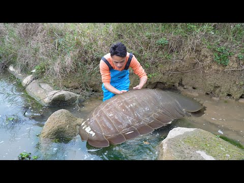 😱 Pearls in the Current: How a Girl’s Bravery Turned a River Clam’s Wrath into a Windfall