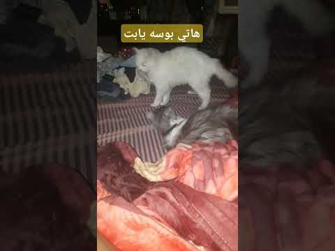 تعالي رايحه فين #lovecats #kitten #cute ##meaw #قطط #kitty #مهرجانات #animals