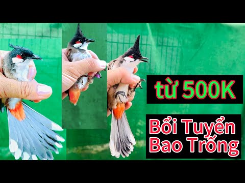 10 Mào Bổi Tuyển Bao Trống / từ 500k đến 900k . Ae cùng vào chọn chim nha🔥✅✅✅