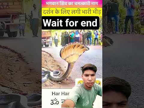 सात फानो वाला अदभुत नाग#short video #viral #short video