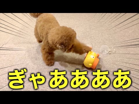 【暴走】愛犬に知育玩具を与えたらIQ3だった。【トイプードル】