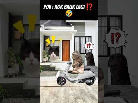 Pov : Lah ⁉️😨 #meme #cat #kucing#kucinglucu #funny #fypシ