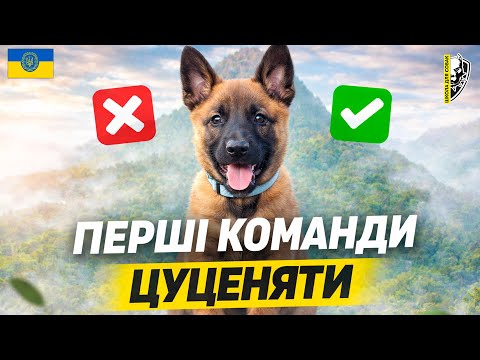 Не робіть цього! Перші команди, які потрібно навчити цуценя