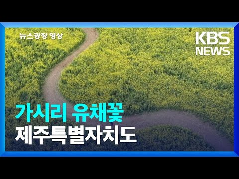 [뉴스광장 영상] 가시리 유채꽃 / KBS  2023.04.21.