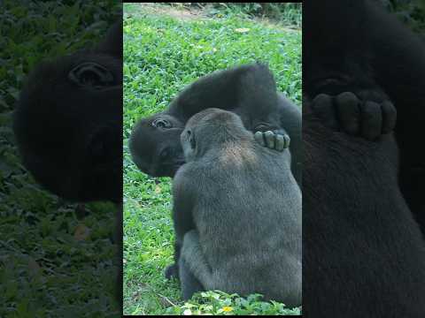 gorilla brotherly love 💕😆 #gorillatag #taipeizoo #金剛猩猩 #台北市立動物園 #zoo #cute サムネイル