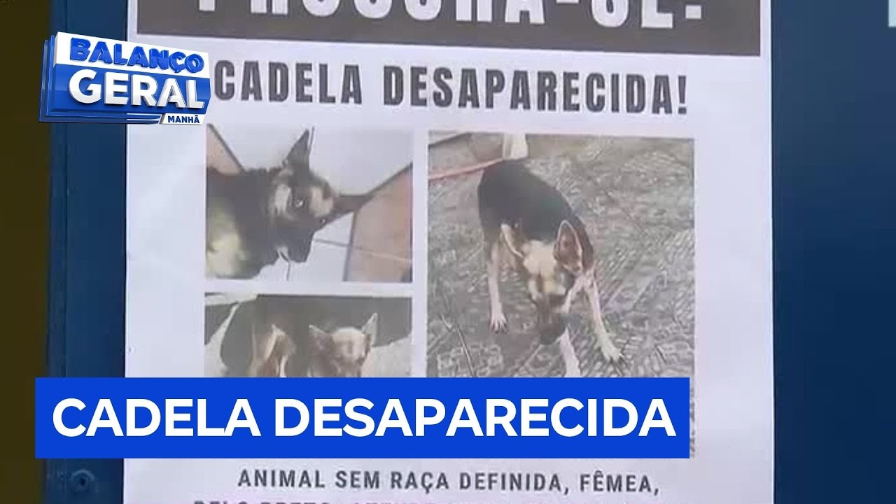 Cadela de 15 anos desaparece em São Vicente, litoral de São Paulo