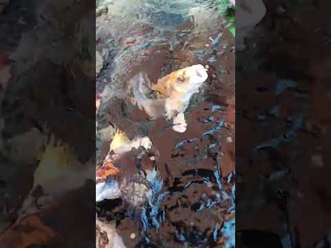 feeding the koi in slow motion #koi 