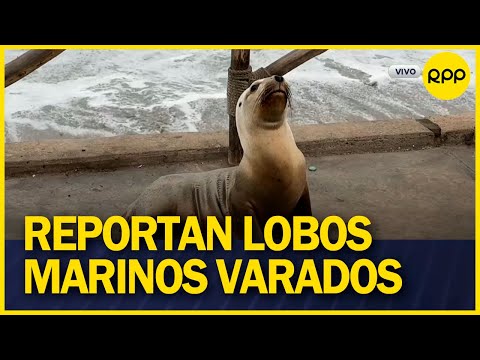 Tres lobos de mar permanecen varados en estacionamientos de la Costa Verde