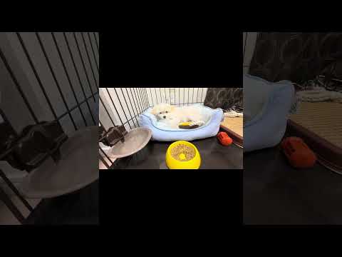 なかなかご飯を食べてくれないちわまる #Dog #Rice #Cute #Eat #Mullet's #Chiwa #Sleepy #犬 #ご飯 #可愛い #食べない #マルチーズ #ちわわ #眠い