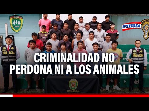 Ola de criminalidad en incremento en Huaral y ni los animales se salvan