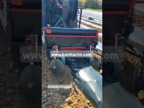 Strawberry Mulching
