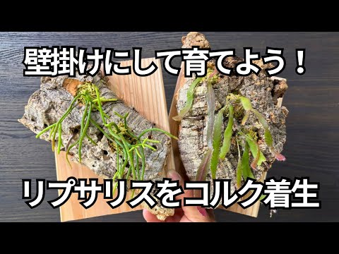 森林サボテンであるリプサリスのコルク着生を實踐解説