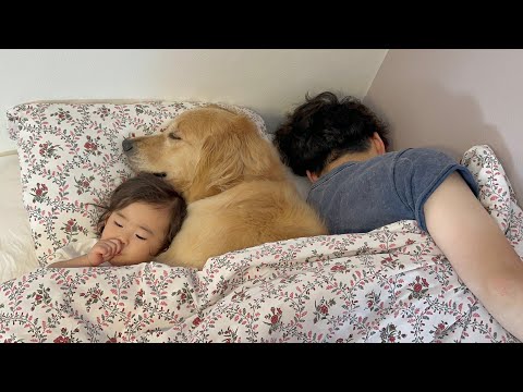 パパをベッドの端に追いやってまで一緒に寝たいと移動してくるゴールデンレトリバー
