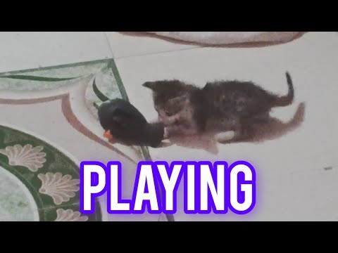 My cat 😺 is playing
