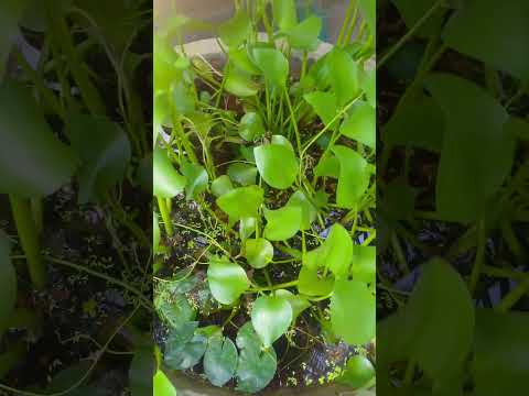 water cress 🌿 || #garden #terrace #trending #shorts #fyp