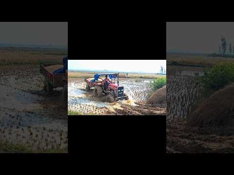 read horse 🐎☺️💥🔥🚜|| #tractor #reels #short #trending #viralshort #2025trends #masseyferguson #4wd