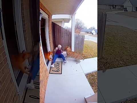 ఇలాంటి Videos ను కూడ గుర్తించండి🙏🙏/#cuteanimal #trendingshorts #trendingvideo