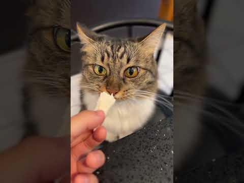 Will Rosie eat the Chicken?