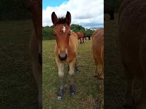 More Hooves, More Happiness ~ Welcome, Engla!