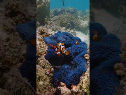 How Do Small Fish Survive In The Ocean ?? 😲#shorts #ocean