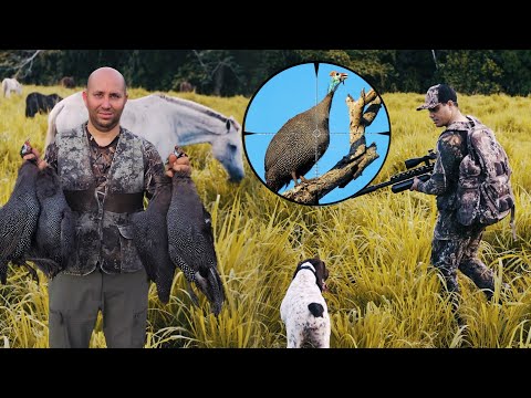 Cazando Guineas con Perros y Caballos