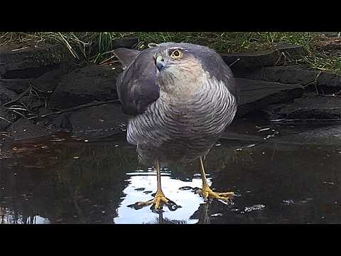 Sparrowhawk Takes a Spin Round Icy Pond | Discover Wildlife | Robert E Fuller