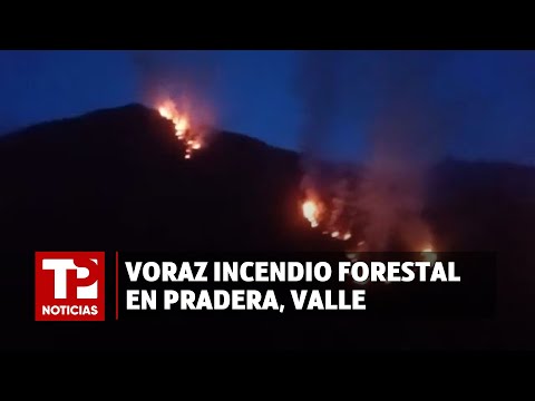 Voraz incendio forestal  en Pradera, Valle I26.01.2024 TP Noticias