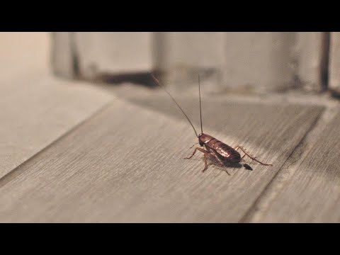 Cucaracha se cuela a la Gala del Met ¡y el video se hace viral!