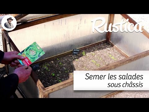 Semer des salades, laitues et batavias, sous châssis