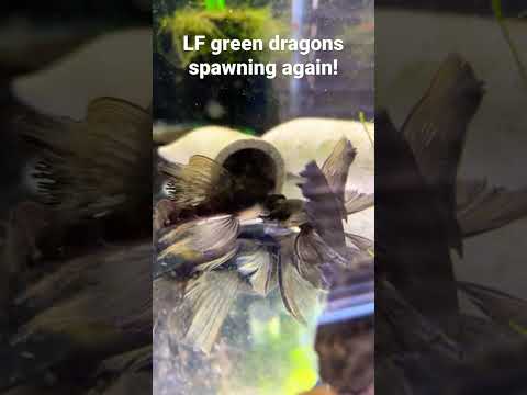 Longfin green dragons spawning again! 