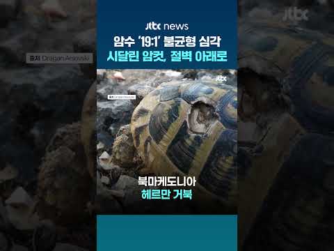 암수 비율 '19 대 1'…시달린 암컷 절벽 아래로 '툭' #JTBC #Shorts