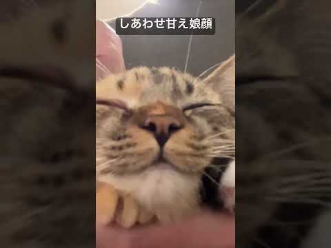 しあわせ甘え娘猫のアピールとしあわせ顔 #cat  #猫  #ねこ  #animal  #cute  #猫のいる暮らし #shorts