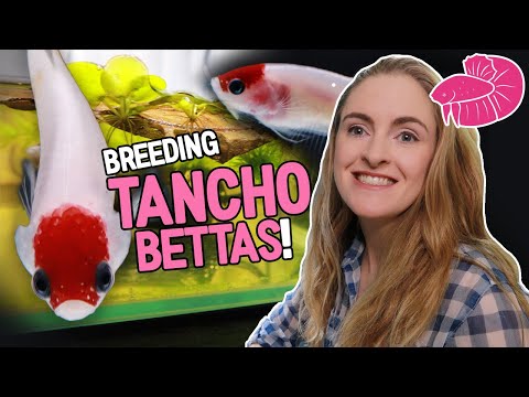 Breeding Tancho Betta Fish! Simple Walkthrough fro Simply Betta is finally doing some betta fish content again! There will be more coming up, I've been