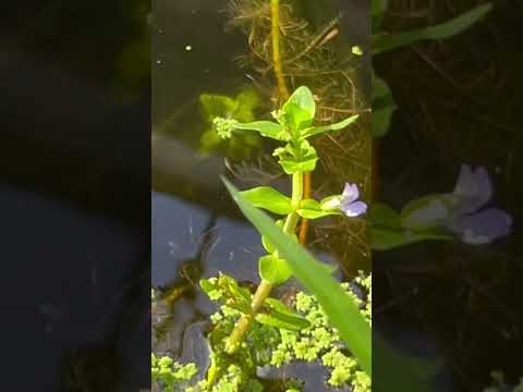Community Breeding Success with Minnows in the 300 