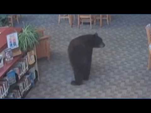 Bear caught <strong>in</strong> library <strong>in</strong> California