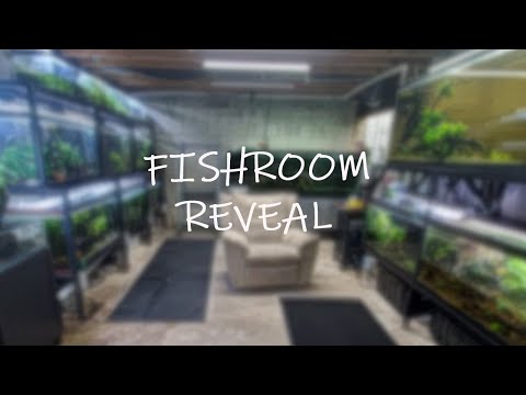 You may be surprised Today we take a look around the fishroom and see what tanks I am currently keeping. I think some of 