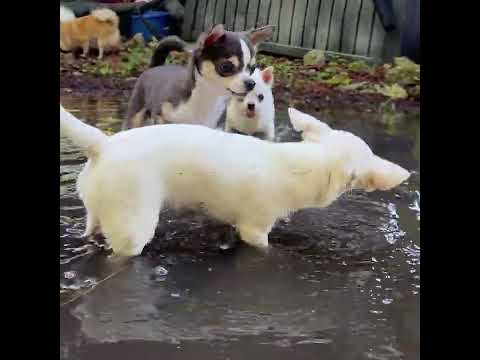 Morning walkies, mud wrestling and more..