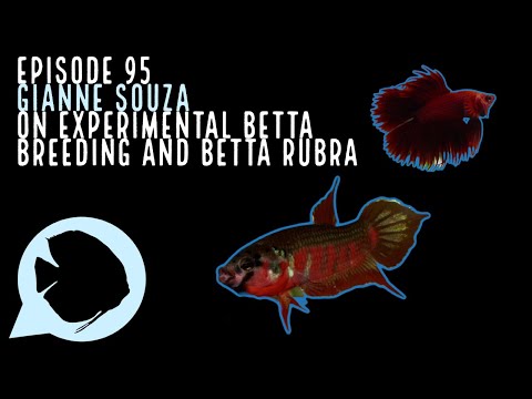 Ep. 95 - Gianne Souza on Experimental Betta Breedi Source:
https_//www.podbean.com/eau/pb-xuy9s-f72944

Get your Betta goodies from Aquarium Co-Op:
htt