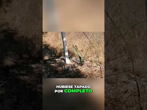 ¡Explorando La Lava Negra! ¿Te Atreves A Ver