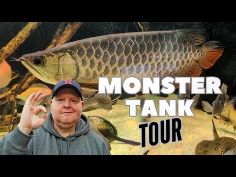 Monster Fish Display Tank #monsterfish #fishkeepin #monsterfishtank 
#arowana 
#stingray 
#geophagus 
#cichlids 
#goby 
#bigfish