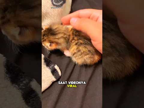 Kucing Kecil Dramatis yang Viral🐱