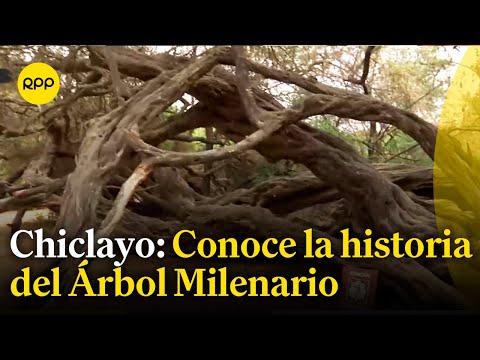 Chiclayo: ¿Cuál es la historia del Árbol Milenario?