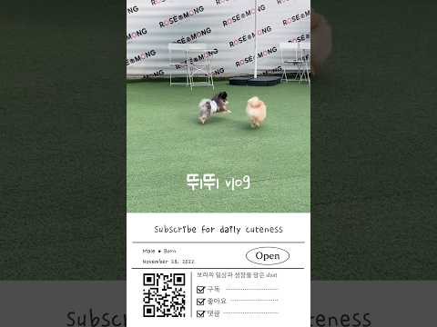 짜장궁과 뛰뛰~